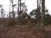foret2.jpg (77794 bytes)